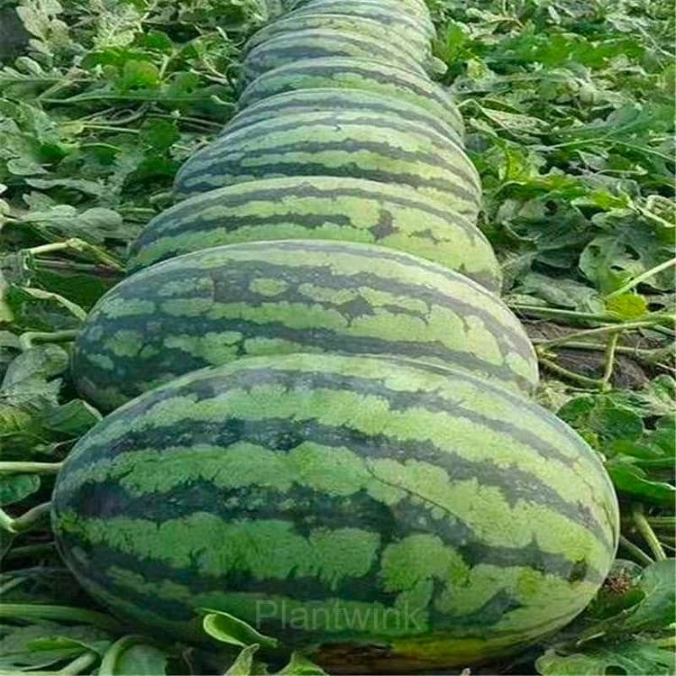50 Lazy Seedless Watermelon Seeds - View 4