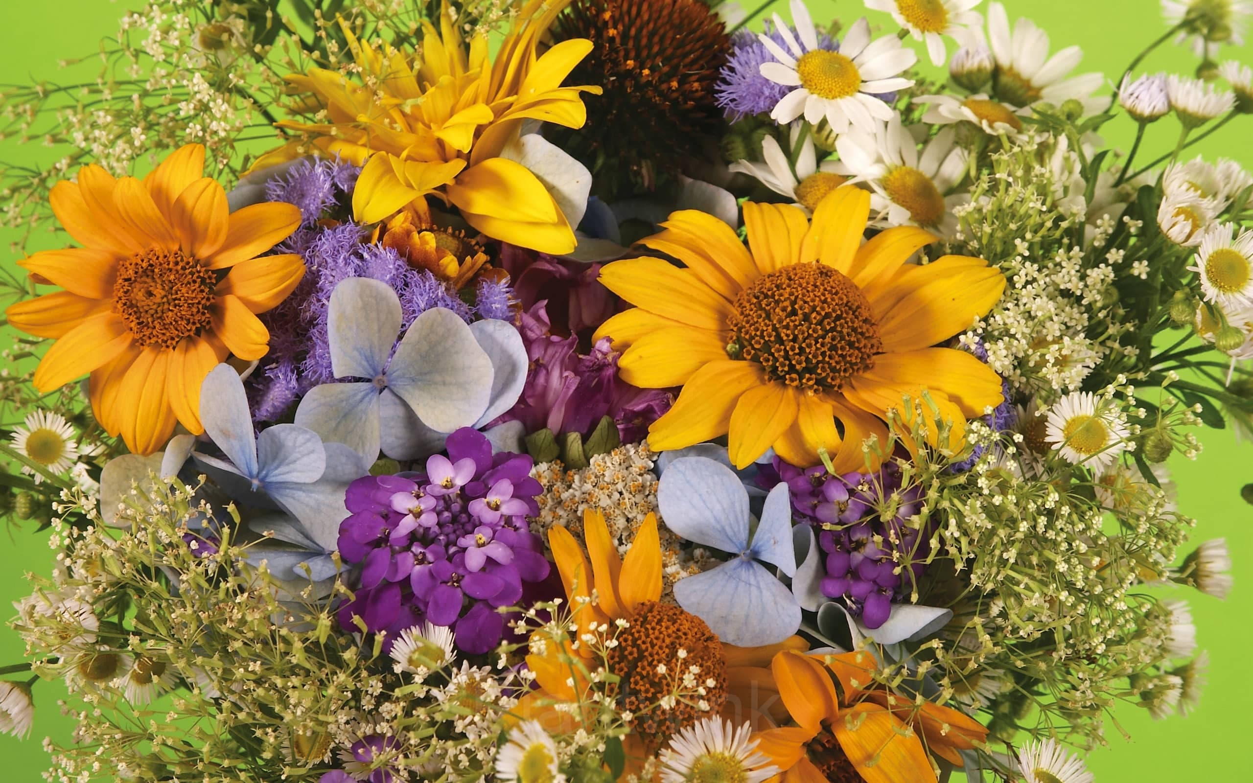 A colorful Plantwink flower garden with yellow, white, purple, and blue blooms