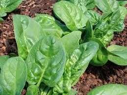 Big-leaf Spinach Seed - View 2