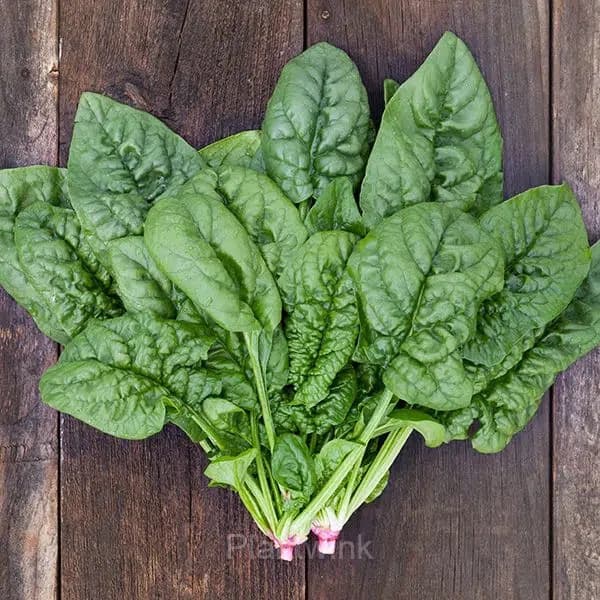 Big-leaf Spinach Seed - View 1