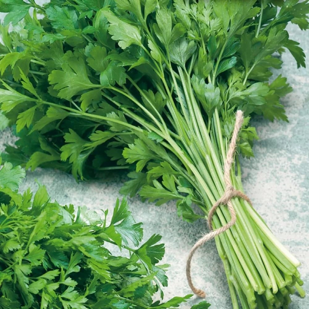 Leaf Parsley Seed - View 2