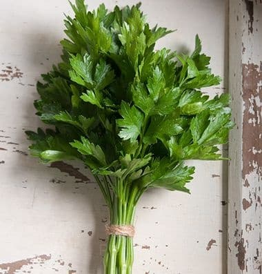 Leaf Parsley Seed - View 1