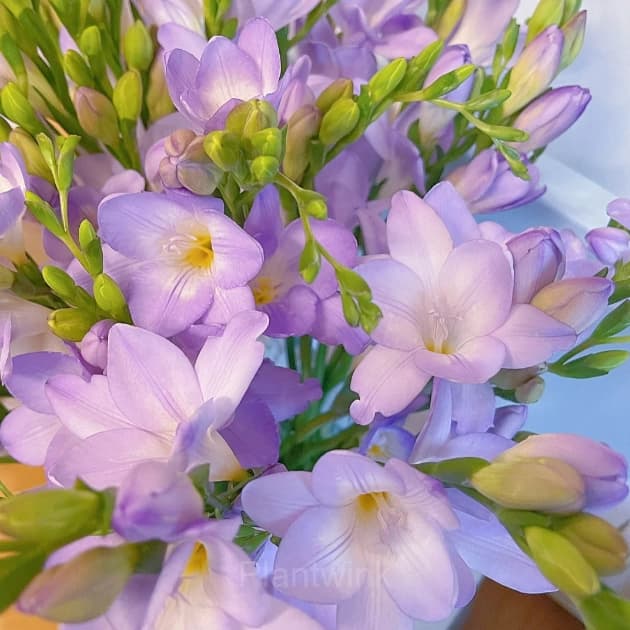 Freesia—Winter Perfume - View 2