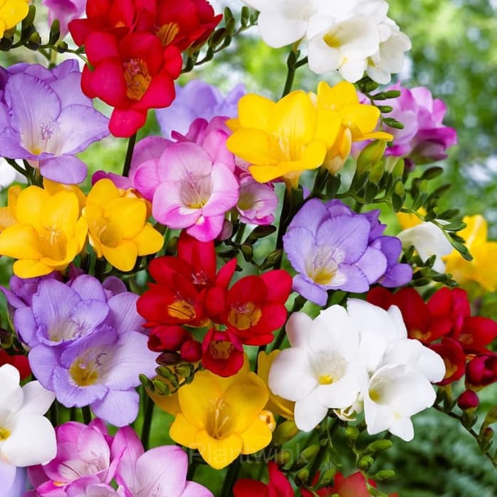 Freesia—Winter Perfume - View 8