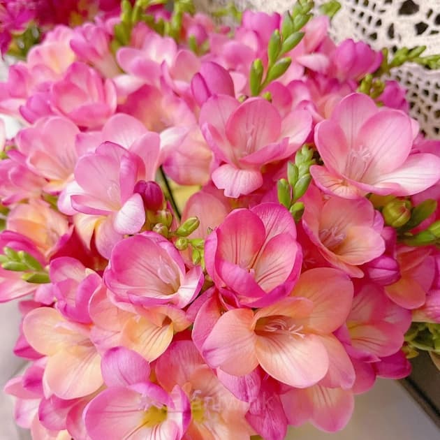 Freesia—Winter Perfume - View 13