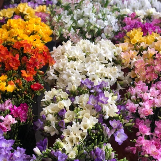 Freesia—Winter Perfume - View 15