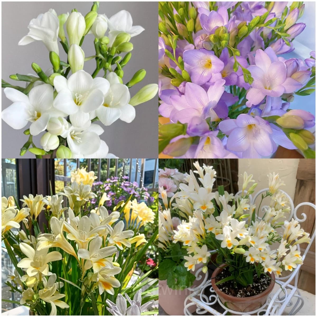 Freesia—Winter Perfume - View 1