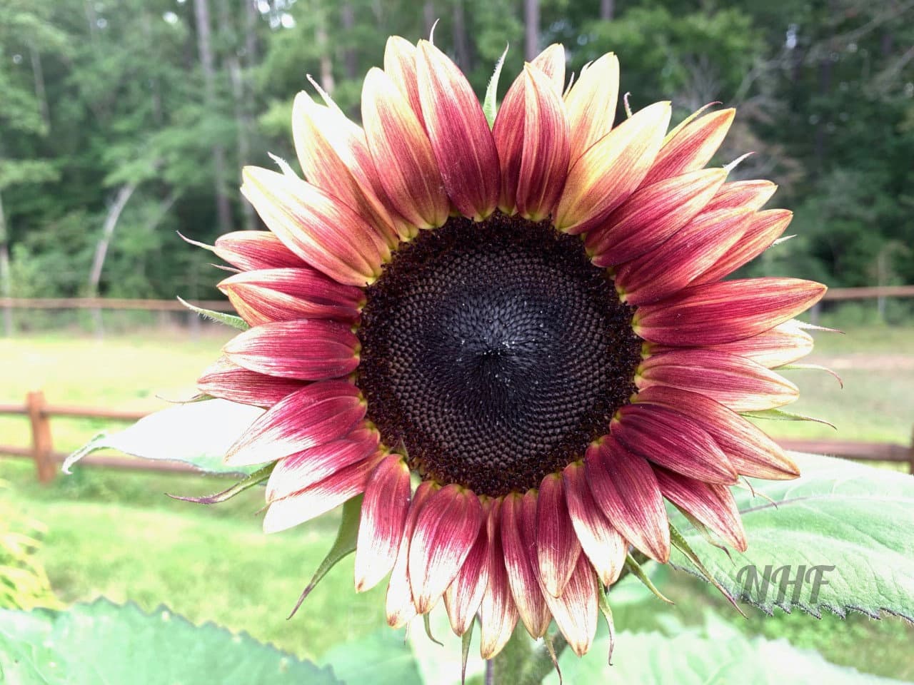 100 Pcs Strawberry Blonde Hybrid Sunflower Seeds - View 1