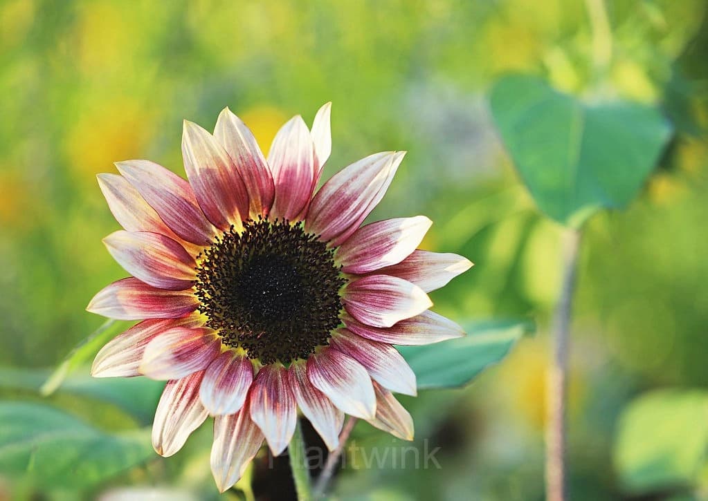 100 Pcs Strawberry Blonde Hybrid Sunflower Seeds - View 2