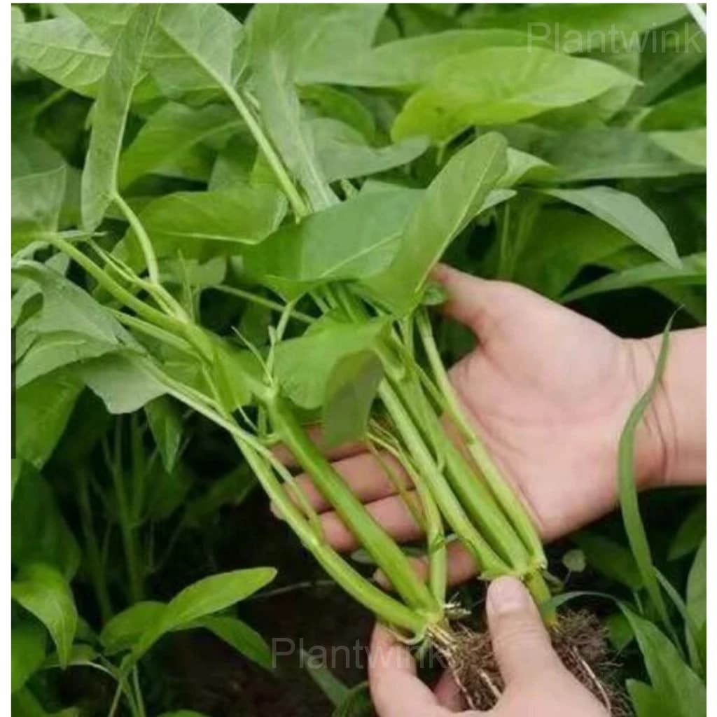 Vegetables