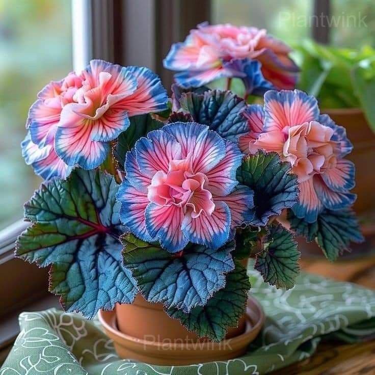 Rare Begonia Seeds - Main