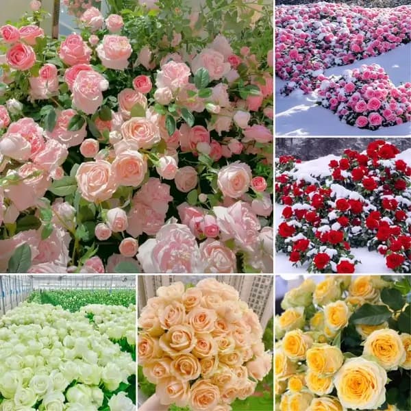 Flowers