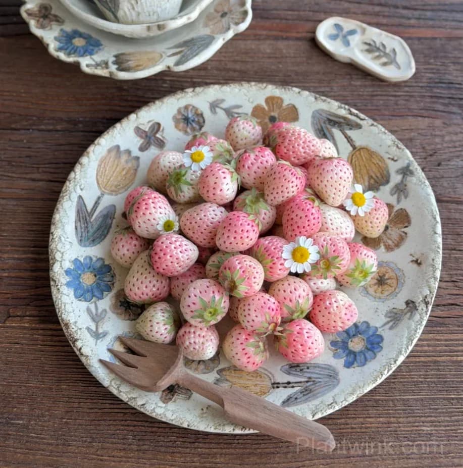 Mini Fenyu Pink Strawberry Seeds – Sweet Pink Strawberries for Home Garden & Easy Growing - Alt