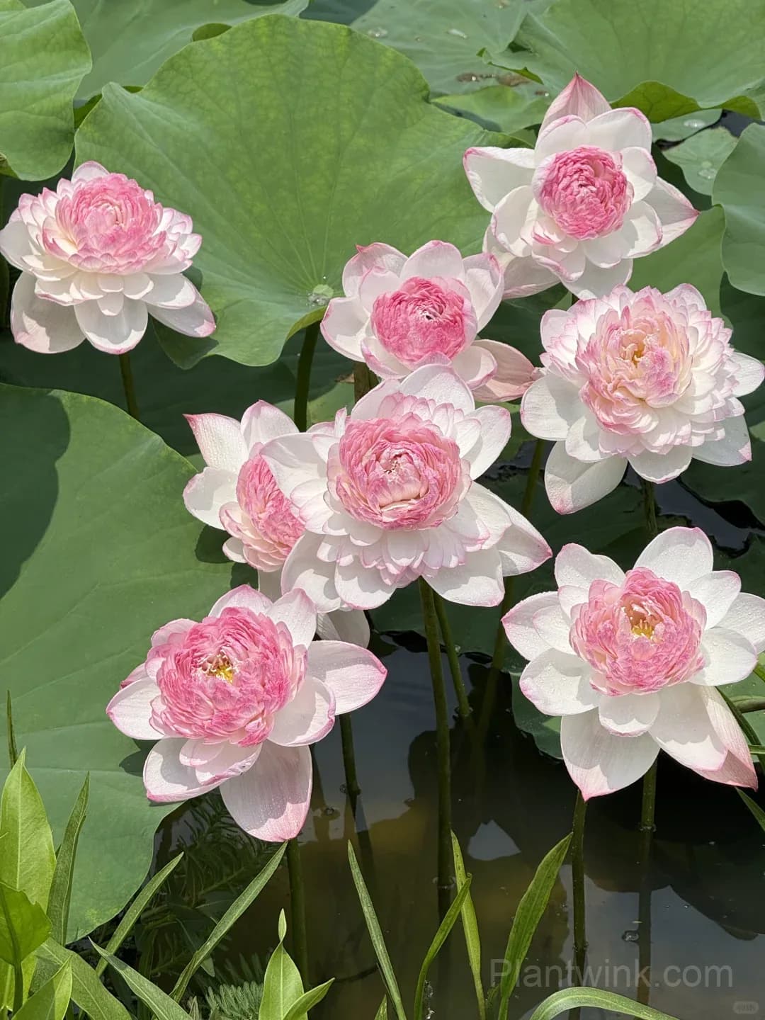 Giant Lotus Rhizomes – Stunning Large Bowl-Sized Blooms for Ponds, Water Gardens & Large Containers - Main