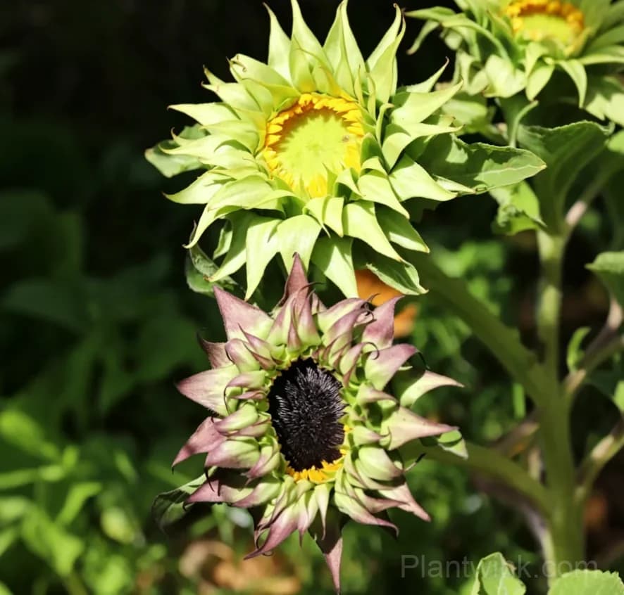 Forest Heart & Devil’s Eye Sunflower Seeds – Unique Red & Dark-Centered Flowers for Garden & Home - Alt