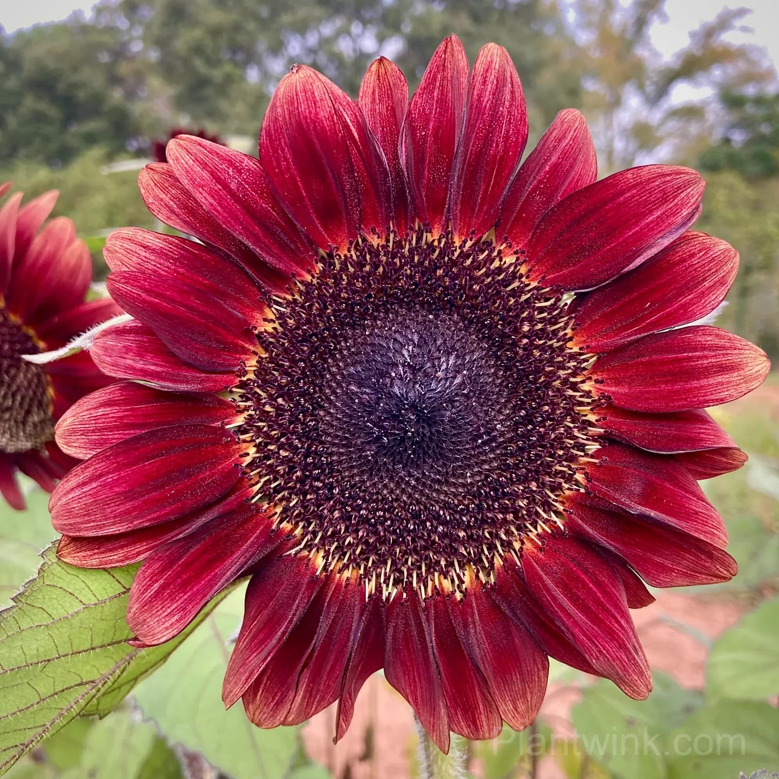Hongyun Sunflower Seeds – Stunning Multicolor Blooms, Easy to Grow & High Germination - Main