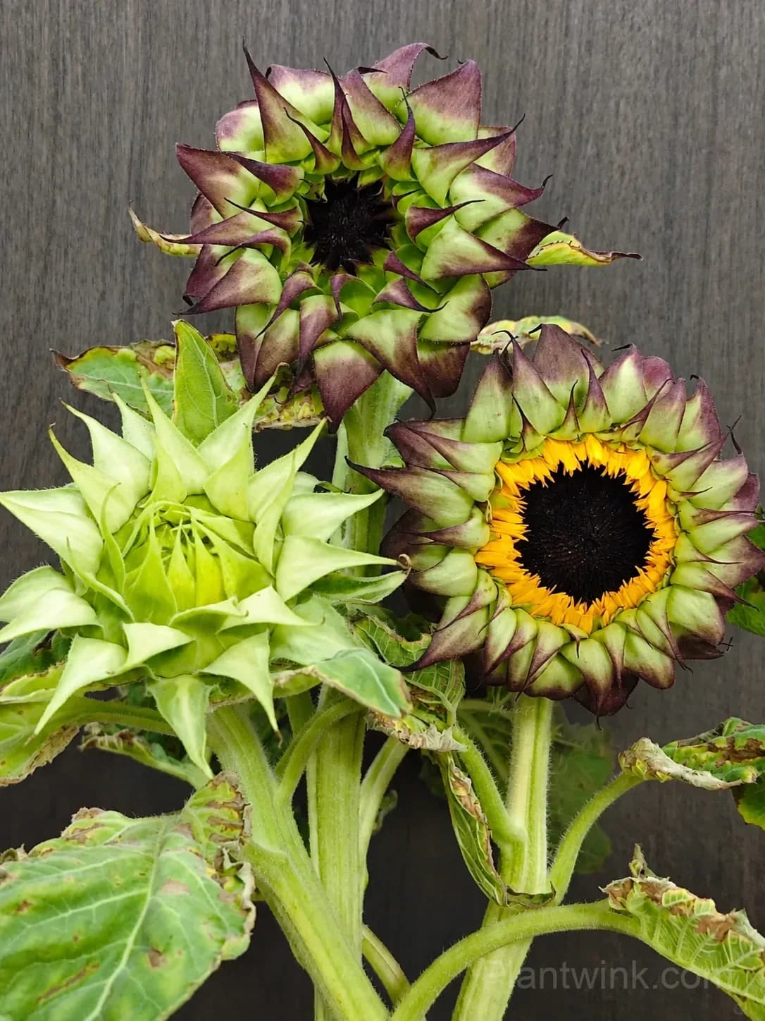 Forest Heart & Devil’s Eye Sunflower Seeds – Unique Red & Dark-Centered Flowers for Garden & Home - Main