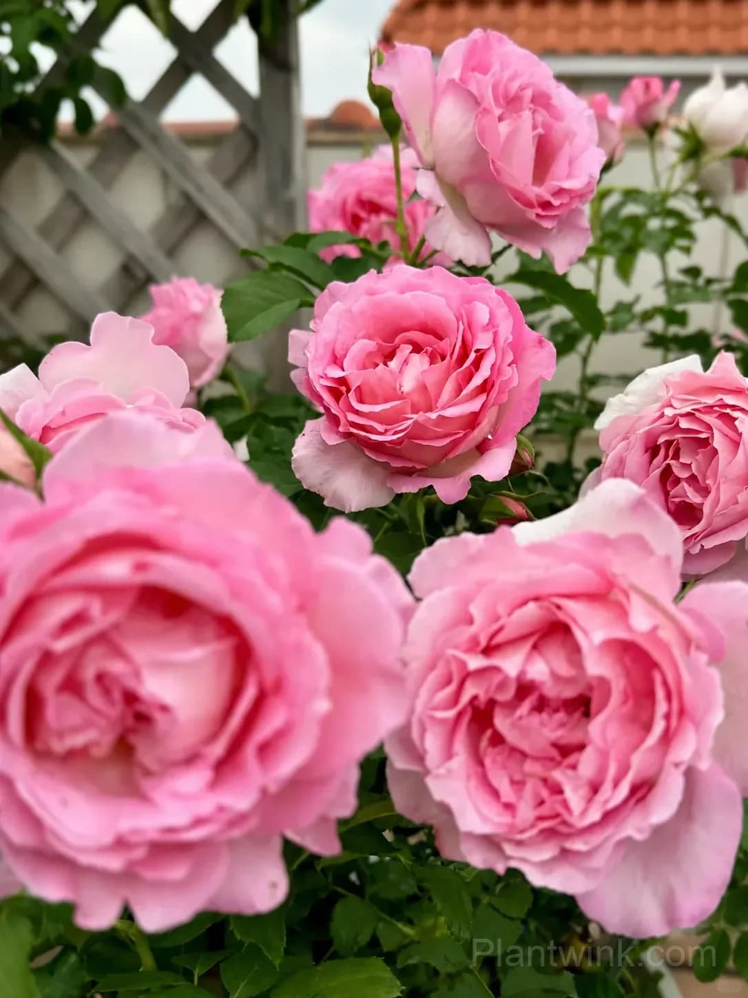 Pink Rose Seeds – Large Ruffled Double Roses for Garden, Patio & Home Growing - View 1