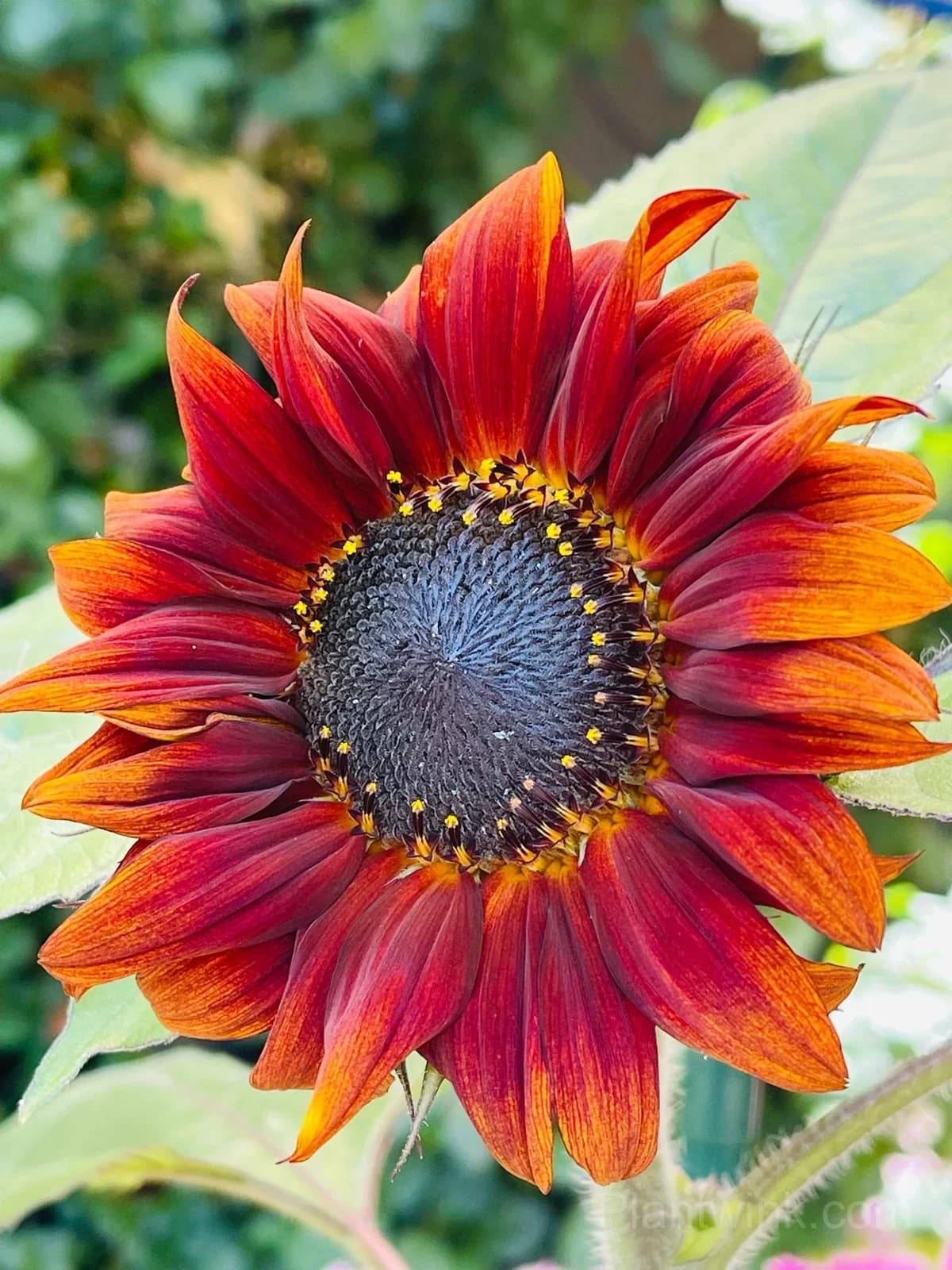 Velvet Queen Sunflower Seeds – Deep Red Blooms, Easy to Grow & High Germination - Main