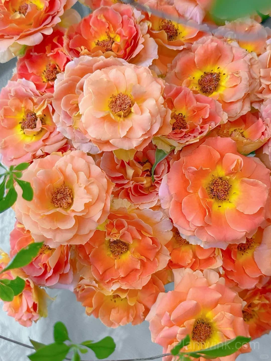 Brass Band Rose Seeds - Award-Winning Apricot Orange Floribunda, Disease Resistant Garden Flower - View 1