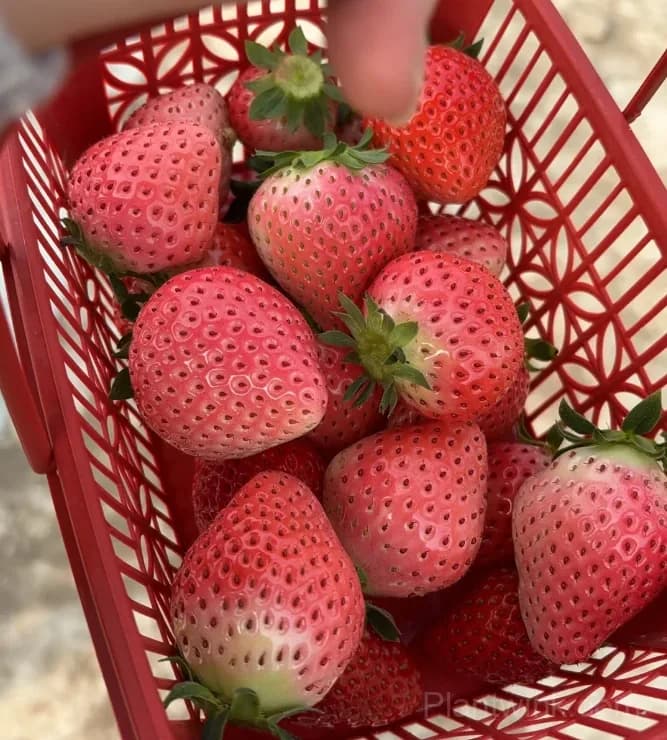 Fenyu Pink Strawberry Seeds – Sweet, Juicy & Easy to Grow - Alt
