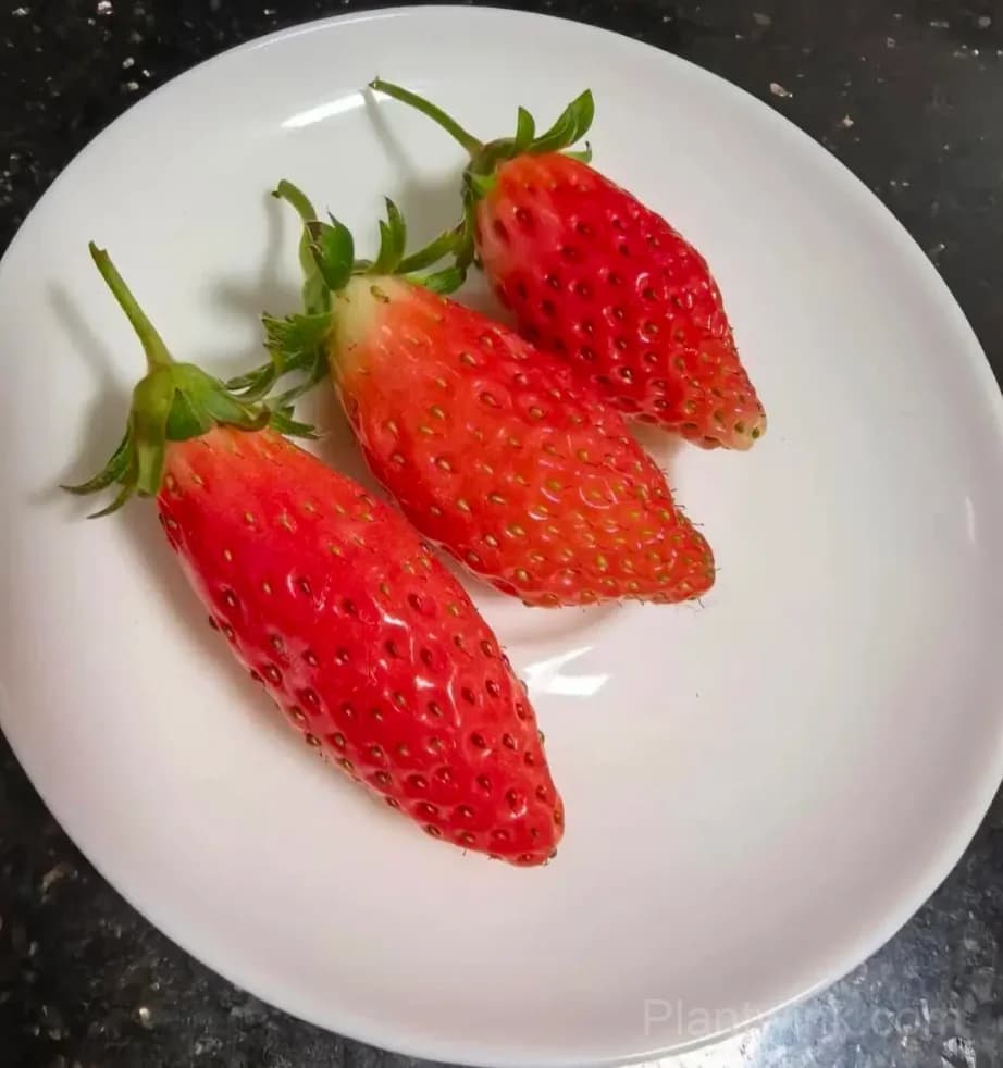 Banana-Shaped Strawberry Seeds – Unique Strawberries for Home Garden & Easy Growing - Alt