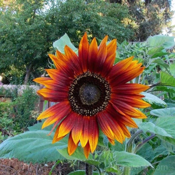 Velvet Queen Sunflower Seeds – Deep Red Blooms, Easy to Grow & High Germination - Alt
