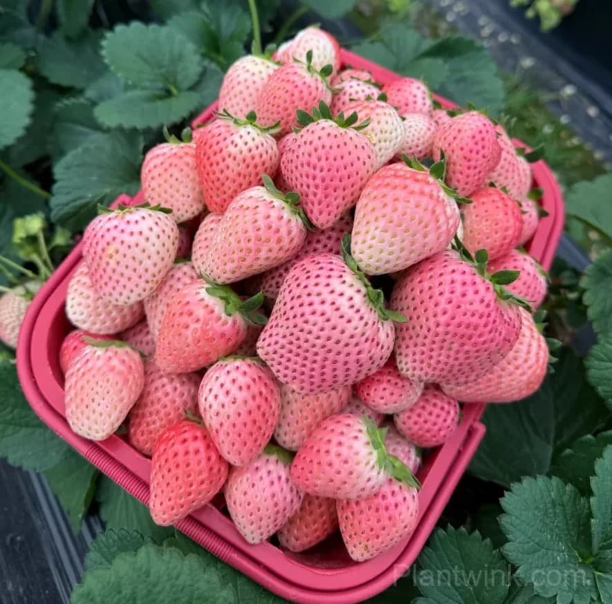 Fenyu Pink Strawberry Seeds – Sweet, Juicy & Easy to Grow - Main