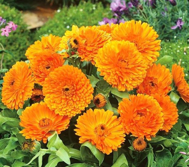 Orange Marigold