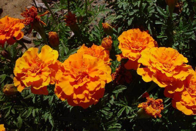 Orange Marigold