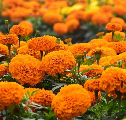 Orange Marigold