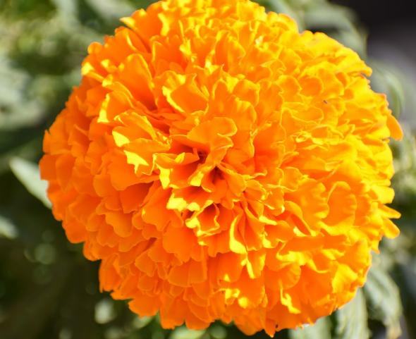 Orange Marigold