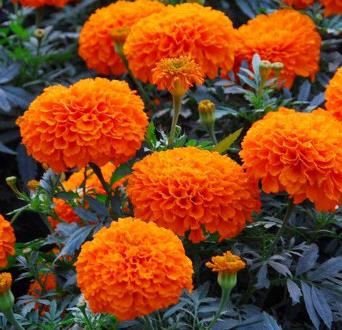 Orange Marigold