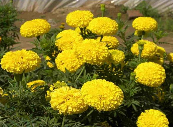 Yellow Marigold