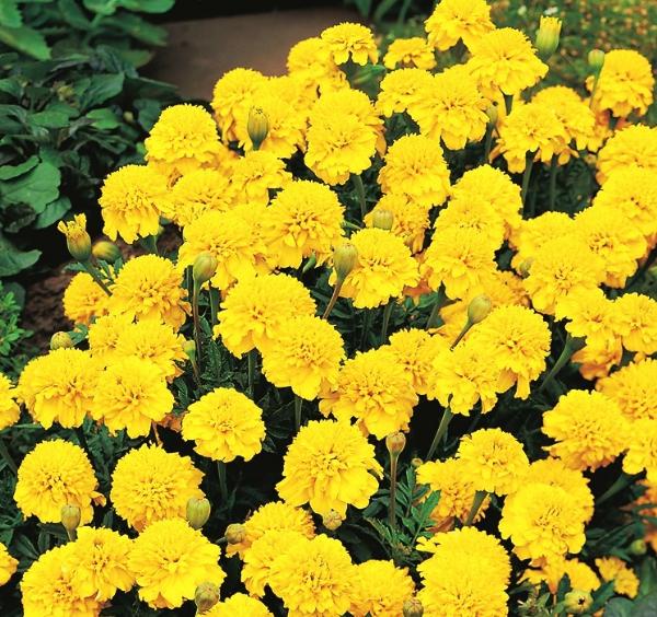 Yellow Marigold