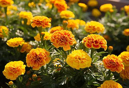 Yellow Marigold