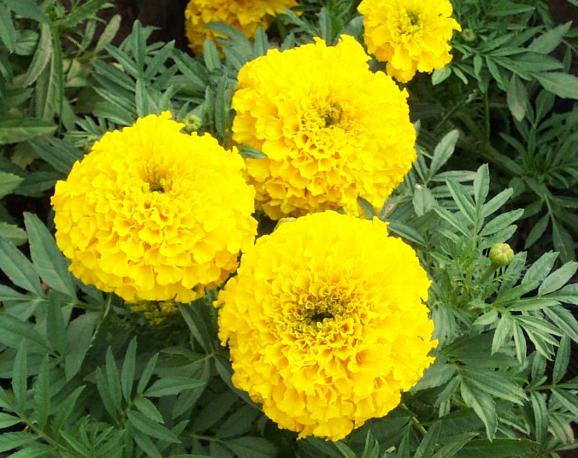 Yellow Marigold