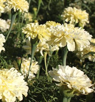 White Marigold