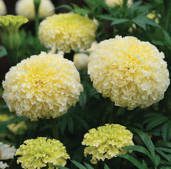 White Marigold