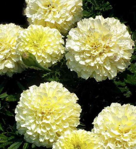 White Marigold