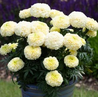 White Marigold