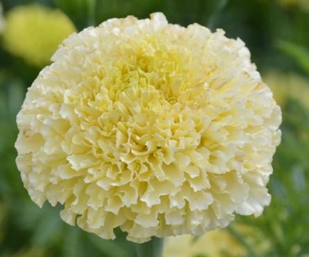 White Marigold