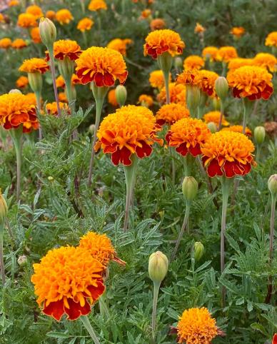 Dwarf Orange Marigold