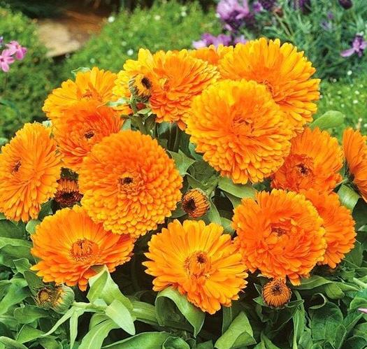 Dwarf Orange Marigold