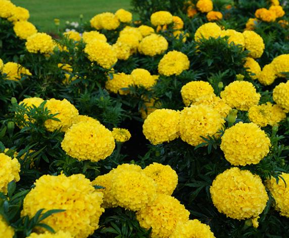 Dwarf Yellow Marigold