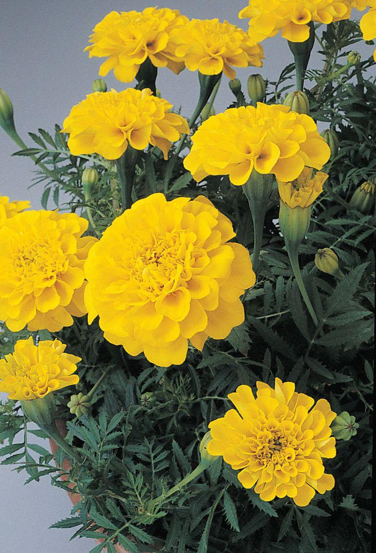 Dwarf Yellow Marigold