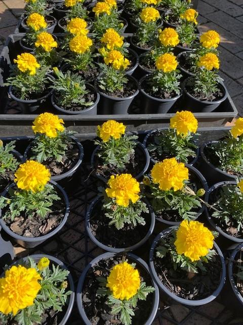 Dwarf Yellow Marigold