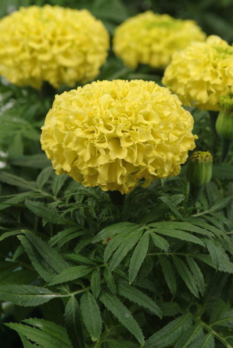 Dwarf Yellow Marigold