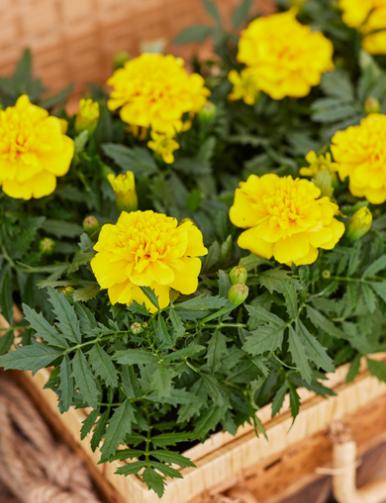 Dwarf Yellow Marigold