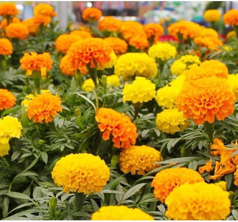 Multi-Colored Marigold